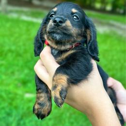 MARIO AKC HEALTH GUARANTEE - Brindle male Dachshund puppy in El Dorado, Arkansas from LovelylilDoxies