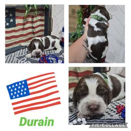 Boy 7 DURIAN - Liver white and roan male English Springer Spaniel puppy in Saginaw, Michigan from Kemerer Springers