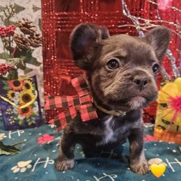 Annie - Black and white female French Bulldog puppy in Bend, Oregon from High Lakes Frenchies