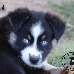 Fred - Black tri male Miniature Australian Shepherd puppy in Garden Plain, Kansas from Krazy K Aussies