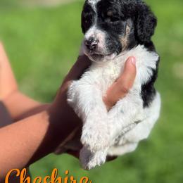 Cheshire - Parti male Poodle puppy in Independence, Kansas from Malone Standard Poodles