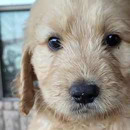 Goldendoodles from Salinas Poodles and Doodles