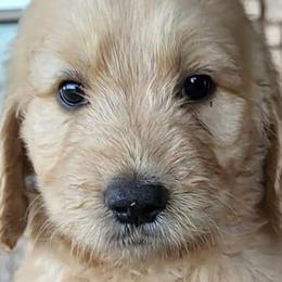 Goldendoodles from Salinas Poodles and Doodles