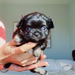 Black Rose(pending) - Black and white female Chihuahua puppy in Santa Rosa Beach, Florida from Eva's Chihuahua
