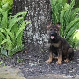 German Shepherd Puppies from Aus der Asche