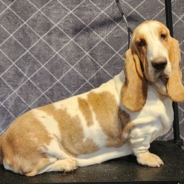 Eowyn - Basset Hound