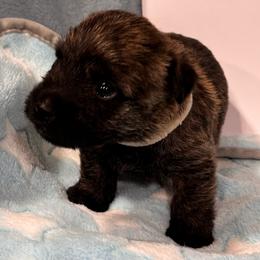 White collared puppy - Black brindle male Cairn Terrier puppy in Hastings, Nebraska from D & J SCOTTIES AND CAIRNS & Miniature Long haired Dachshunds