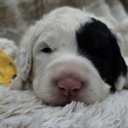 Yellow Collar Omega - White male Bernedoodle puppy in Bonham, Texas from Happy Valley Puppies