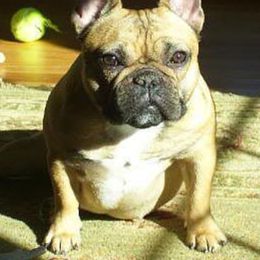 French Bulldog All Grown Up from Chitawee French Bulldogs