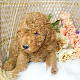 Purple Girl - Red  female Goldendoodle puppy in Belgreen, Alabama from Scott’s Farm Poodles and Doodles