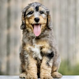Assorted Doodle Crosses and Bernedoodle Puppies from Rock N Roll Doodles