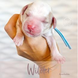 Wilder - Cream male Goldendoodle puppy in Mahomet, Illinois from Jordan Family Doodles