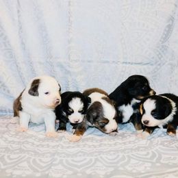Miniature Australian Shepherd Puppies from Broken T Australian Shepherds