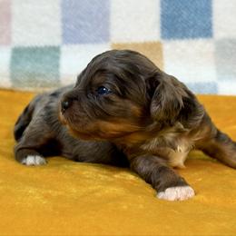 Smaller blue phantom Merle - Merle male Cavapoo puppy in Courtland, Alabama from Ponderosa Frenchies and Cavapoo’s