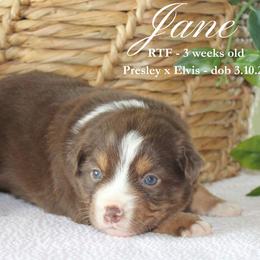 Jane (RTF 1) - Red tri female Miniature Australian Shepherd puppy in Grandfield, Oklahoma from Hunt Farms Australian Shepherds