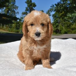 Male 4 - Apricot male Goldendoodle puppy in Angola, Indiana from Classic City Doodles