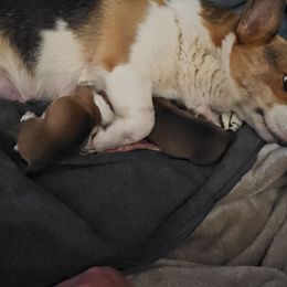 Baby girl 1 - White and red female Pembroke Welsh Corgi puppy in Orange, Virginia from CL&L Corgi's