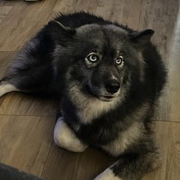 Izzumi - Agouti and white female Siberian Husky puppy in Deer Park, Texas from SouthernBell Siberian Huskies