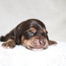 Sophie - Chocolate and tan female Dachshund puppy in Fairfax, Iowa from Grayson’s Lovable Dachshunds