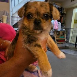 Girl 1 SC - Merle female Chihuahua puppy in Meridian, Oklahoma from Crazy Love Kennels