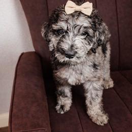 Clark - Merle female Goldendoodle puppy in Humble, Texas from Simply Dane Doodles
