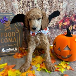Psyduck - Apricot male Poodle puppy in Fountain, Florida from Silva Royale Standard Poodles