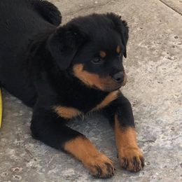 Rottweilers and Shih Tzus from Little Mountain’s Shih Tzus