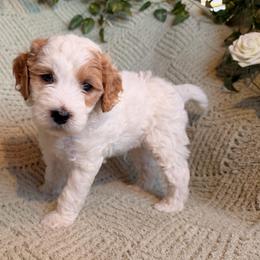 Gregory - Parti male Goldendoodle puppy in Barstow, California from Golden Desert Doodles