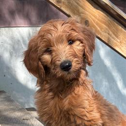 Milkshake - Caramel red female Labradoodle puppy in Montrose, Colorado from Ithilien Labradoodles