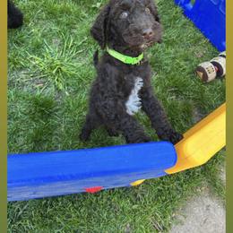 Poodle Puppies from Sarah’s Standards