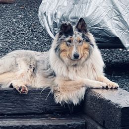 Lucy - Collie