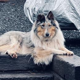 Lucy - Collie