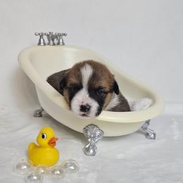 Butters (AKA Tramp) - Red male Pembroke Welsh Corgi puppy in Deming, New Mexico from Dragon Ridge Corgis