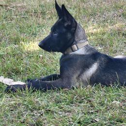 Belgian Malinois Puppies from Grand Prix Kennel