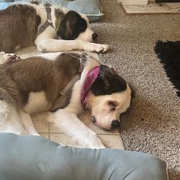 Saint Bernards from Big Paw Kennels