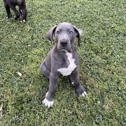 Great Dane Puppies from Laxton Danes