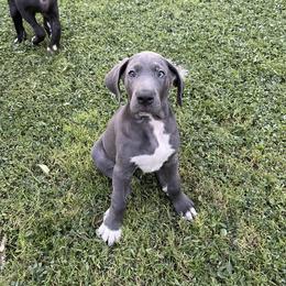 Great Dane Puppies from Laxton Danes