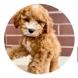NoVa - Poodle