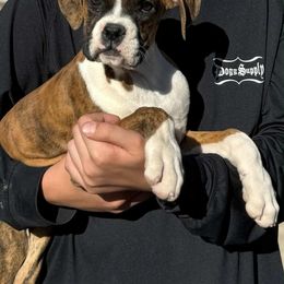 Hermione - Brindle female Boxer puppy in Earlsboro, Oklahoma from Lieben Boxers