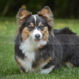 Teeter - Black and tan female Pembroke Welsh Corgi puppy in Rozet, Wyoming from Hayday Ranch Corgis