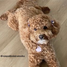 Puffy - Australian Labradoodle