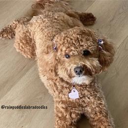 Puffy - Australian Labradoodle