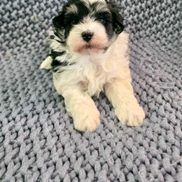 Benz - Black and white male Havanese puppy in Hawthorne, Florida from Havanese Acres