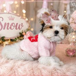 Snow - Parti female Yorkshire Terrier puppy in Warren, Michigan from Danielle's Yorkie Babies
