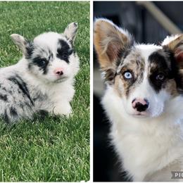American Corgi, Dachshund, and Pembroke Welsh Corgi Puppies from Seven B Corgis & Doxies