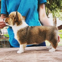 Pembroke Welsh Corgi Puppies from O-Joy Pembroke Welsh Corgis