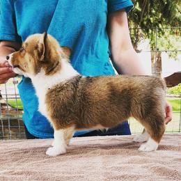 Pembroke Welsh Corgi Puppies from O-Joy Pembroke Welsh Corgis