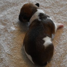 Girl 4 - Rat Terrier puppy in White City, Oregon from Walkabout Australian Kelpies and Rat Terriers