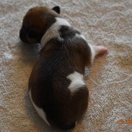 Girl 4 - Rat Terrier puppy in White City, Oregon from Walkabout Australian Kelpies and Rat Terriers