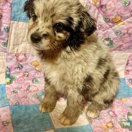 Merle male - Blue merle male Miniature Australian Shepherd puppy in Lemon Cove, California from Magic Ranch Mini Aussies